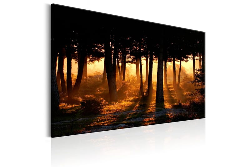 Tavle Forest Dawn 90X60 - Artgeist sp. z o. o. - Innredning - Bilder & kunst - Lerretsbilder