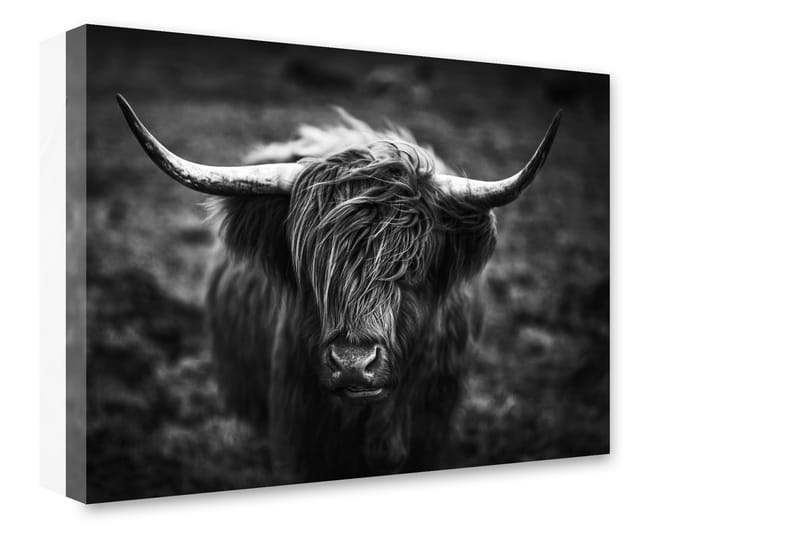 Tavle Highland Horns - 75x100 - Lerretsbilder