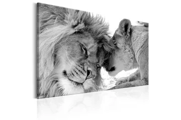 Tavle Lion'S Love 90X60 - Artgeist sp. z o. o. - Innredning - Bilder & kunst - Lerretsbilder