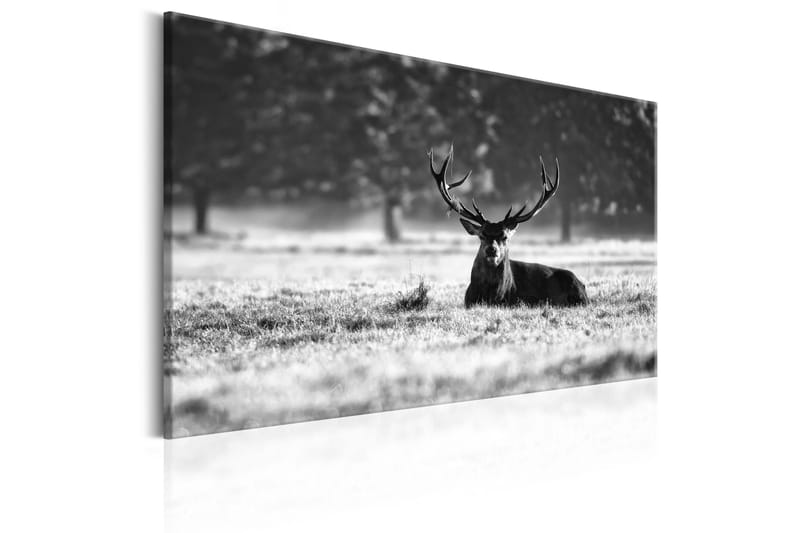 Tavle Lying Deer 120X80 - Artgeist sp. z o. o. - Innredning - Bilder & kunst - Lerretsbilder