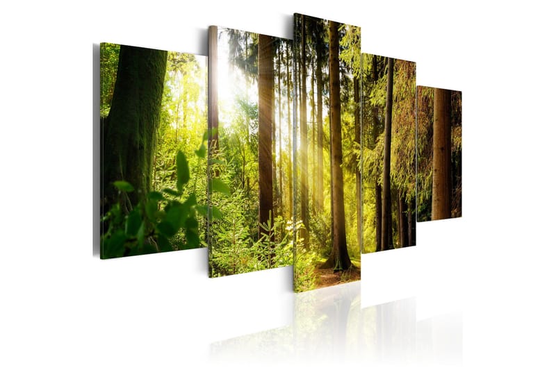 Tavle Morning'S Song 100X50 - Artgeist sp. z o. o. - Innredning - Bilder & kunst - Lerretsbilder