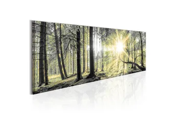 Tavle Morning Forest 120X40