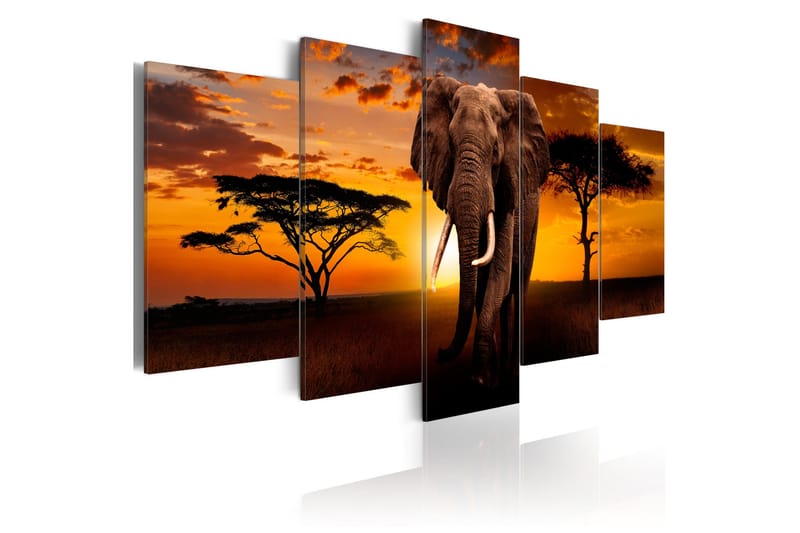 Tavle The Savannah King 200X100 - Artgeist sp. z o. o. - Innredning - Bilder & kunst - Lerretsbilder