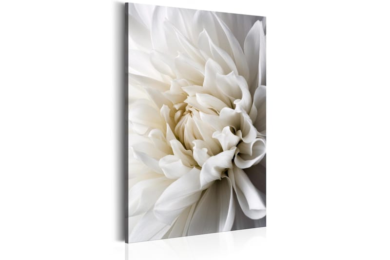 Tavle White Dahlia 60X90 - Artgeist sp. z o. o. - Innredning - Bilder & kunst - Lerretsbilder