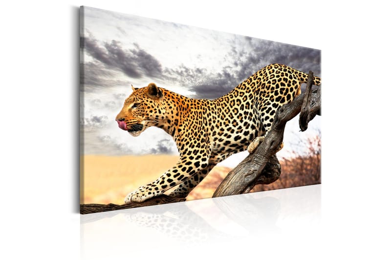 Tavle Predatory Stare 120X80 - Artgeist sp. z o. o. - Innredning - Bilder & kunst - Lerretsbilder