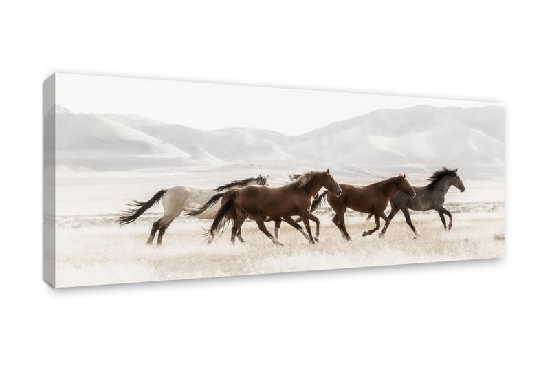 Tavle/Canvas Mustanger - 60x150 - Lerretsbilder