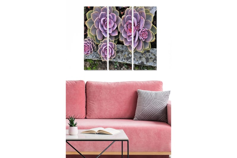 Trelerretsbilde 3-delt 50x70 cm - Fargerike sukkulenter i forskjellige nyanser, Lilla / Grønn / Rosa