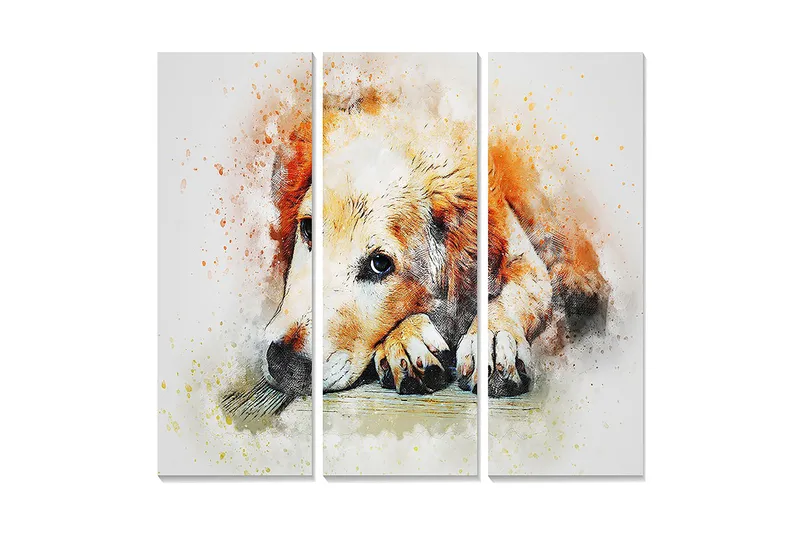 Trelerretsbilde 3-delt 50x70 cm - Rolig hund som hviler med hodet på potene, Oransje / Hvit / Svart