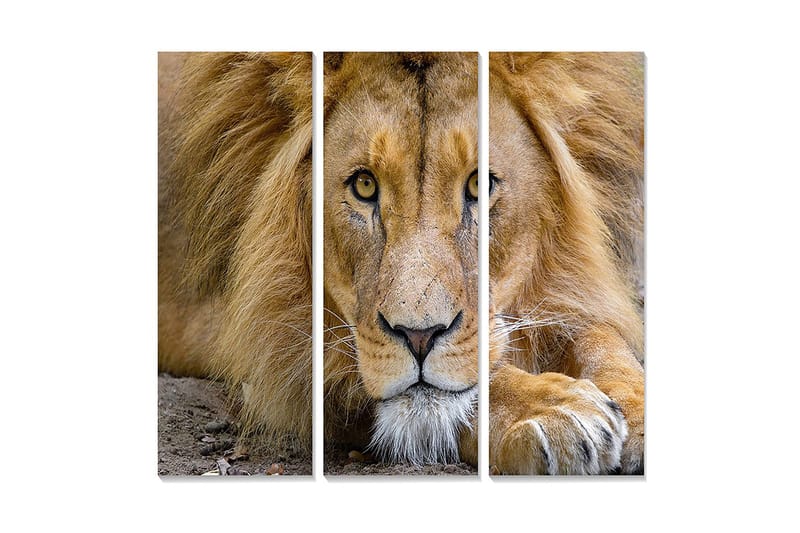 Trelerretsbilde i tre, 3-delt, 50x70 cm - Storslått løvehode med intense øyne, Gull / Brun / Beige