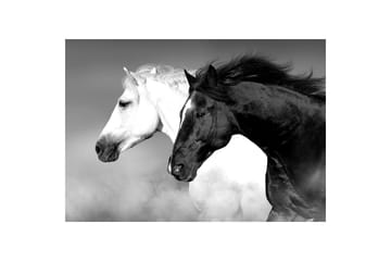 Lerretsmaling 75x100 Horse Black & Hvit