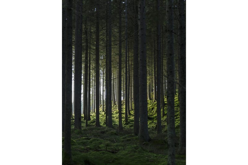 Poster Woods 30x40 cm - Svart/Grønn - Posters