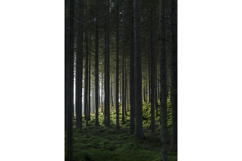Poster Woods 70x100 cm - Svart/Grønn - Posters