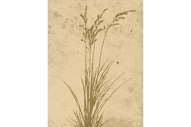 Poster Plant art 30x40 cm - Beige - Posters