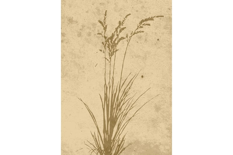 Poster Plant art 50x70 cm - Beige - Posters