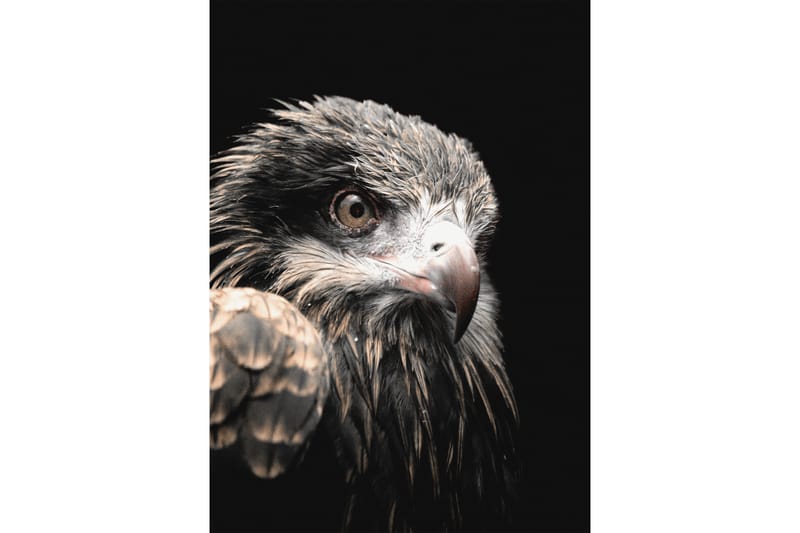 Black Eagle Foto Grå/Beige/Svart - 50x70 cm - Innredning - Bilder & kunst - Posters