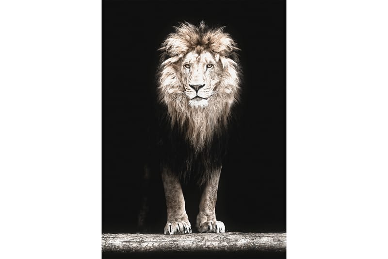 Majestic Lion In Black Foto Beige/Grå/Svart - 50x70 cm - Posters - Dyreplakater