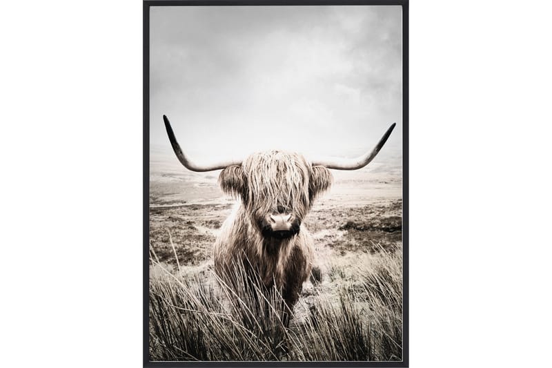 Plakat 50x70 Nature Highland Cattle - Posters