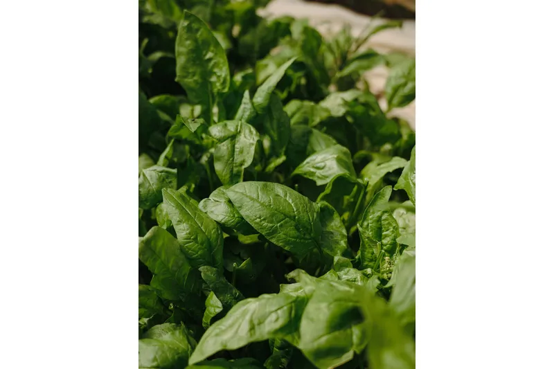 Poster Green leaf 30x40 cm, Grøn