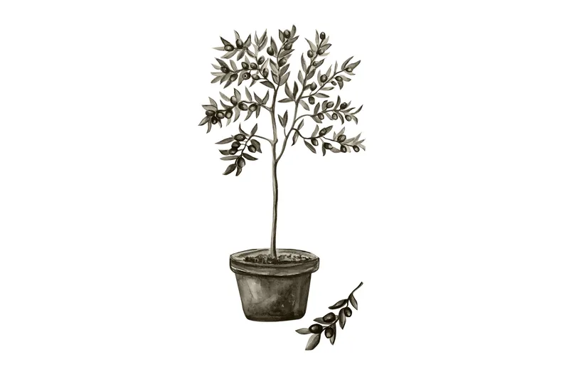 Poster Olive 30x40 cm, Hvid/Grøn