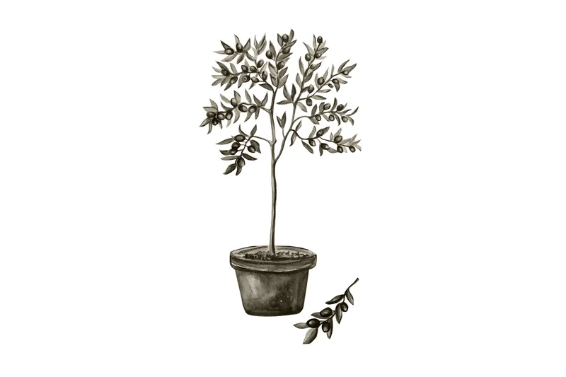 Poster Olive 50x70 cm, Hvid/Grøn