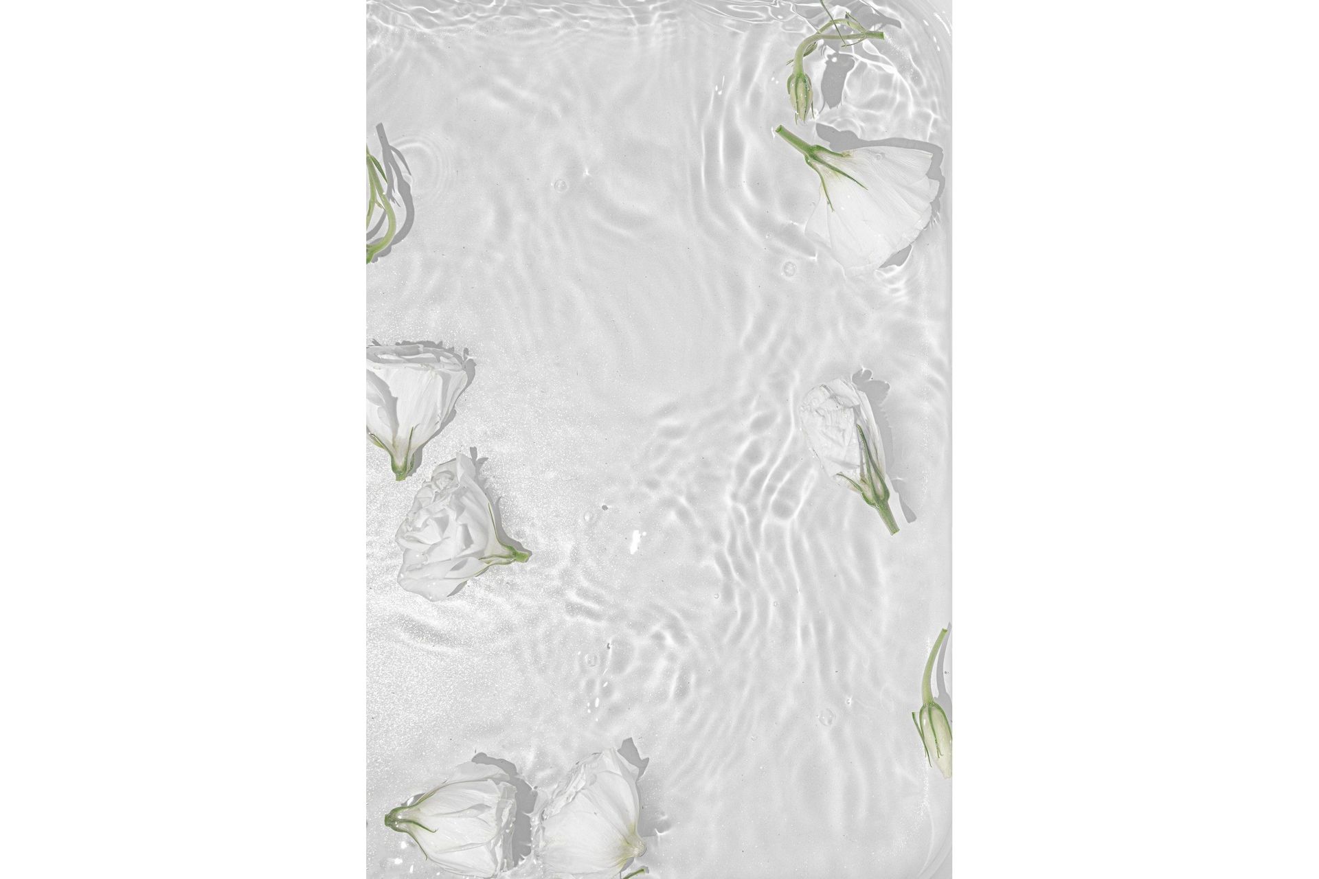 Poster White Roses 21x30 cm - Hvid