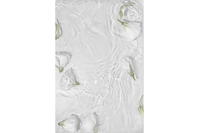 Poster White Roses 30x40 cm, Hvid