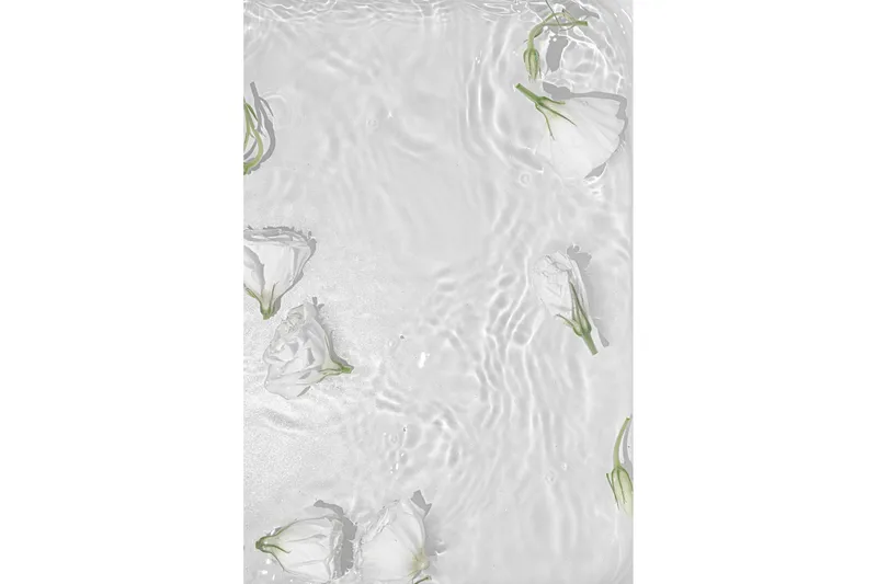 Poster White Roses 70x100 cm, Hvid