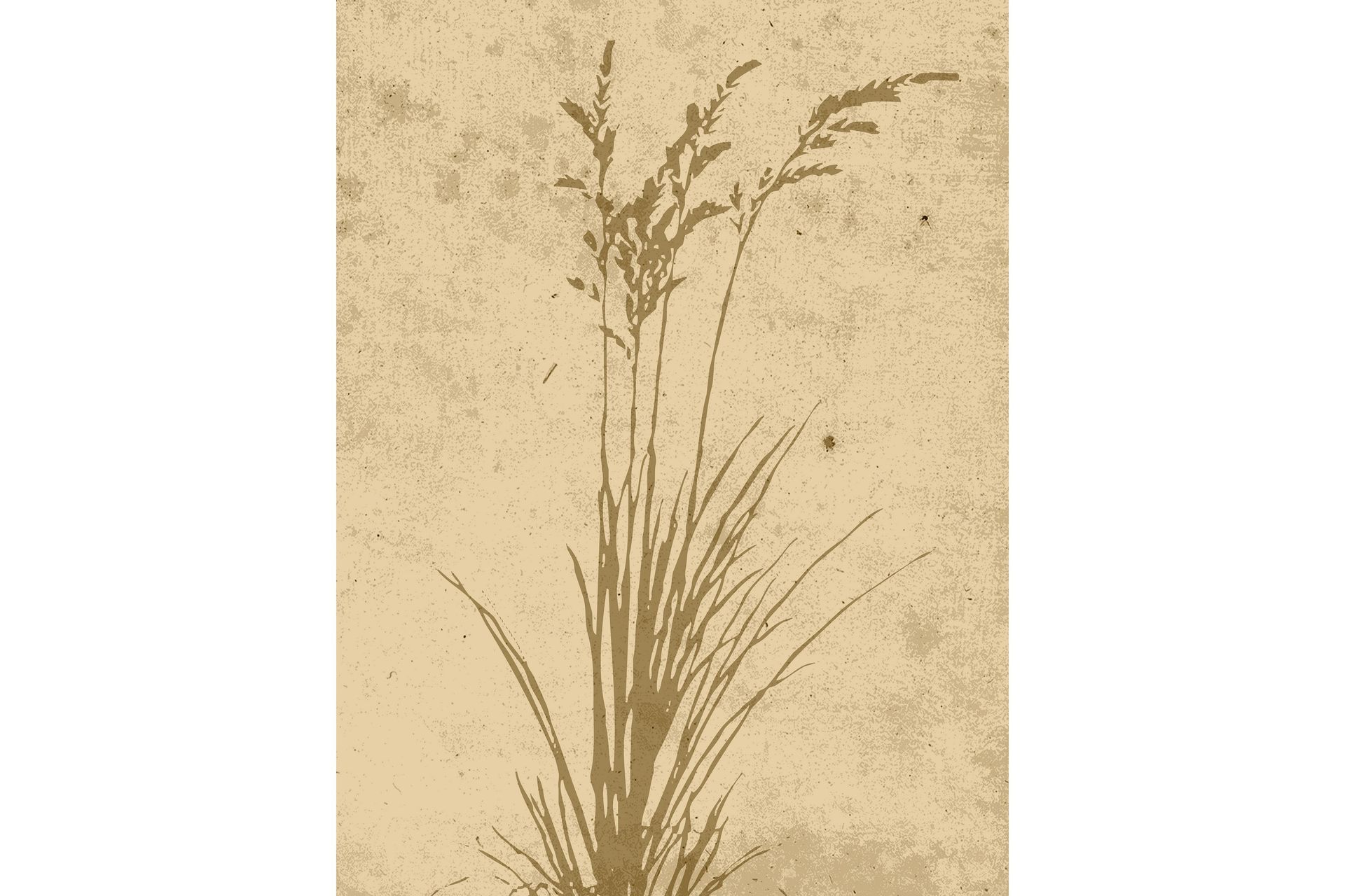 Poster Plant art 30x40 cm - Beige - Innredning - Bilder & kunst - Posters