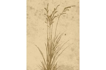 Poster Plant art 30x40 cm - Beige - Innredning - Bilder & kunst - Posters