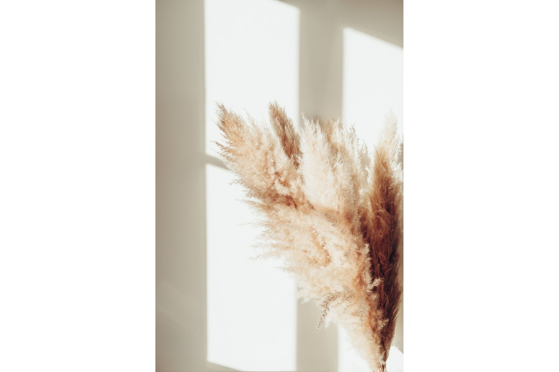 Poster Pampas 50x70 cm - Beige