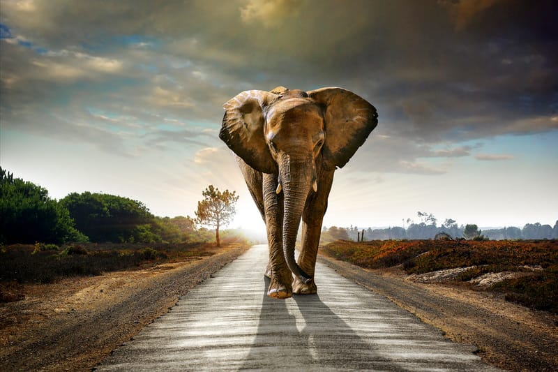 Tavla Elephant - 80x120 cm - Bilder & kunst