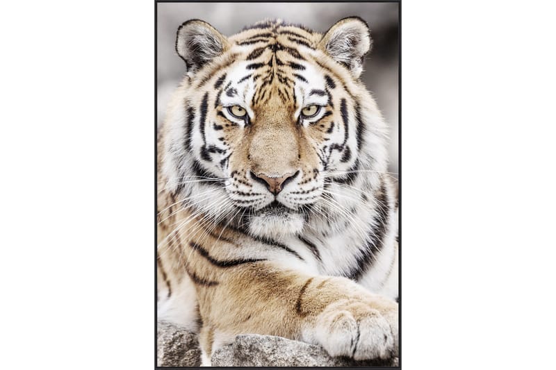 Tiger Akryl maleri 80x120 cm - Flerfarget - Bilder & kunst