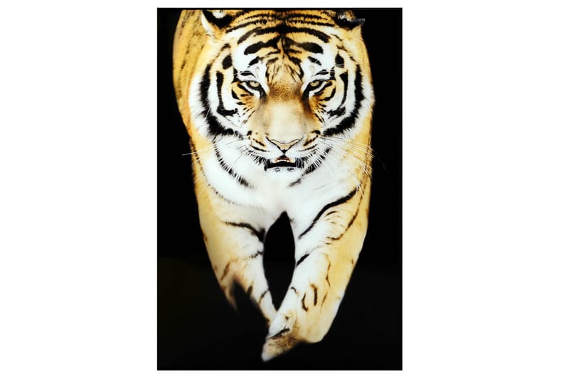 Tiger Bilde, 80x120 cm Flerfarget