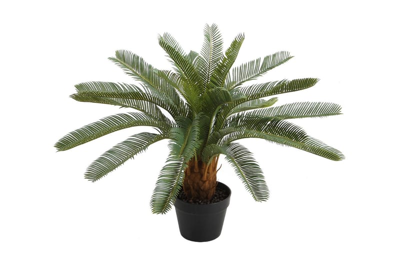 Plante CYCAS H70cm Med potte, undefined