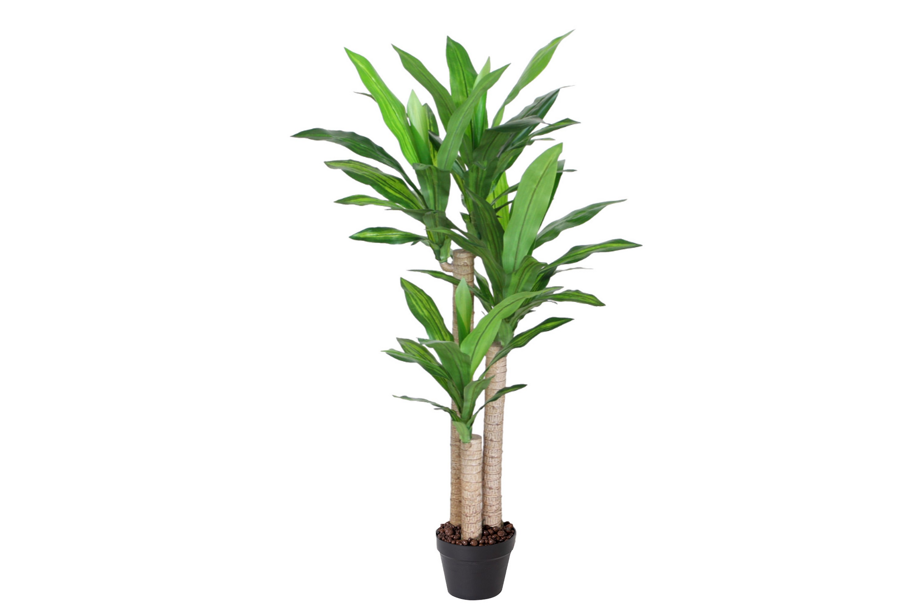 Plante DRACAENA H125cm med potte -