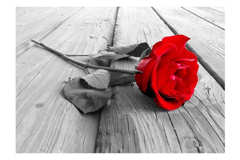 Fototapet Abandoned Rose 400x280 - Innredning - Veggdekorasjon - Tapeter - Fototapeter