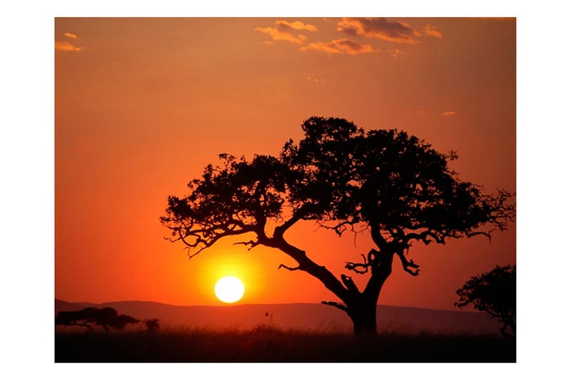 Fototapet Africa Sunset 200x154 - Artgeist sp. z o. o. - Innredning - Veggdekorasjon - Tapeter - Fototapeter