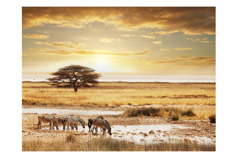 Fototapet African Zebror Round Waterhole 200x154 - Artgeist sp. z o. o. - Innredning - Veggdekorasjon - Tapeter - Fototapeter
