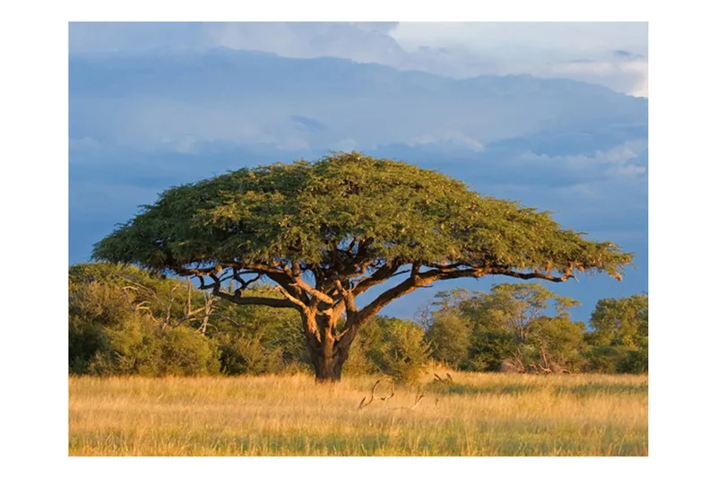 Fototapet Afrikansk Akasie Tre Hwange 400x309 - Artgeist sp. z o. o. - Innredning - Veggdekorasjon - Tapeter - Fototapeter