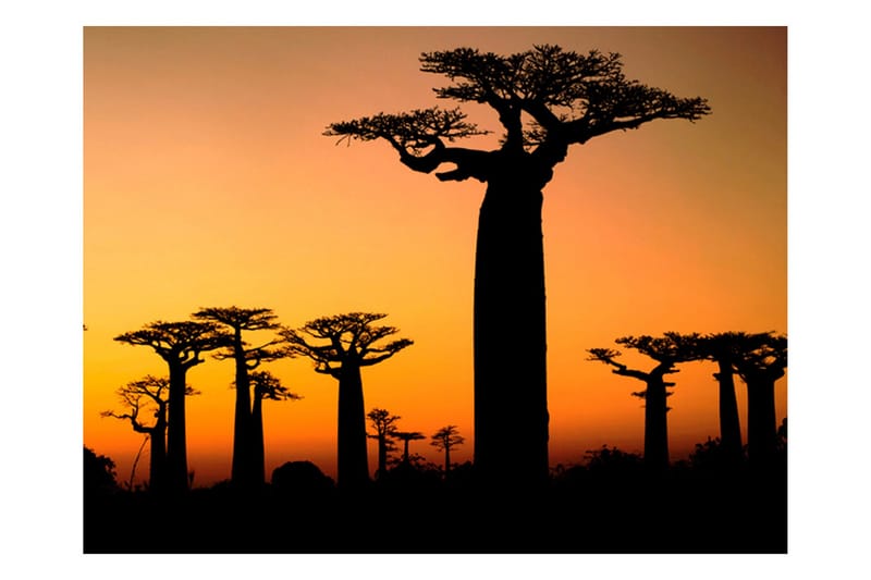 Fototapet Afrikanska Baobabtre 400x309 - Artgeist sp. z o. o. - Innredning - Veggdekorasjon - Tapeter - Fototapeter