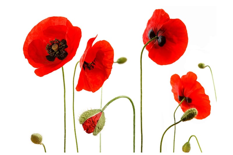 Fototapet All You Need Is A Pair Of Shoes 200x140 - Artgeist sp. z o. o. - Innredning - Veggdekorasjon - Tapeter - Fototapeter