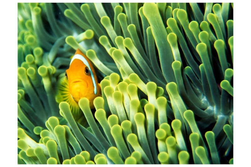 Fototapet Anemonefish 200x154 - Artgeist sp. z o. o. - Innredning - Veggdekorasjon - Tapeter - Fototapeter