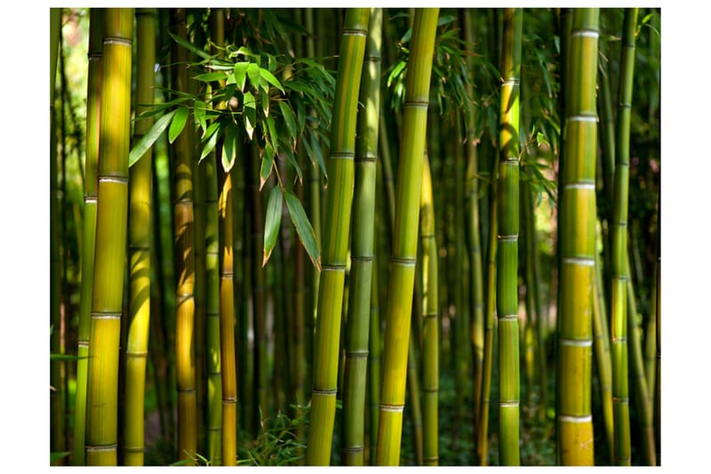 Fototapet Asian Bamboo Forest 250x193, Artgeist sp. z o. o.