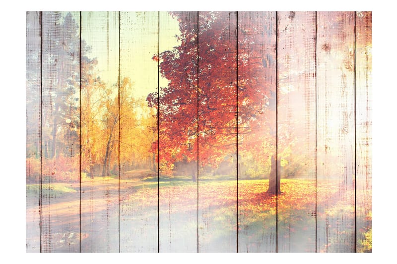 Fototapet Autumn Sun 350x245 - Innredning - Veggdekorasjon - Tapeter - Fototapeter