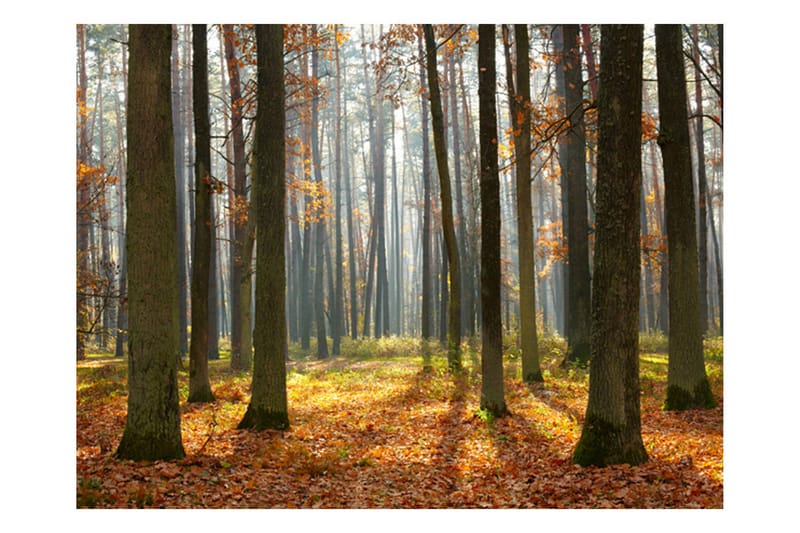 Fototapet Autumn Trees 250x193 - Artgeist sp. z o. o. - Innredning - Veggdekorasjon - Tapeter - Fototapeter