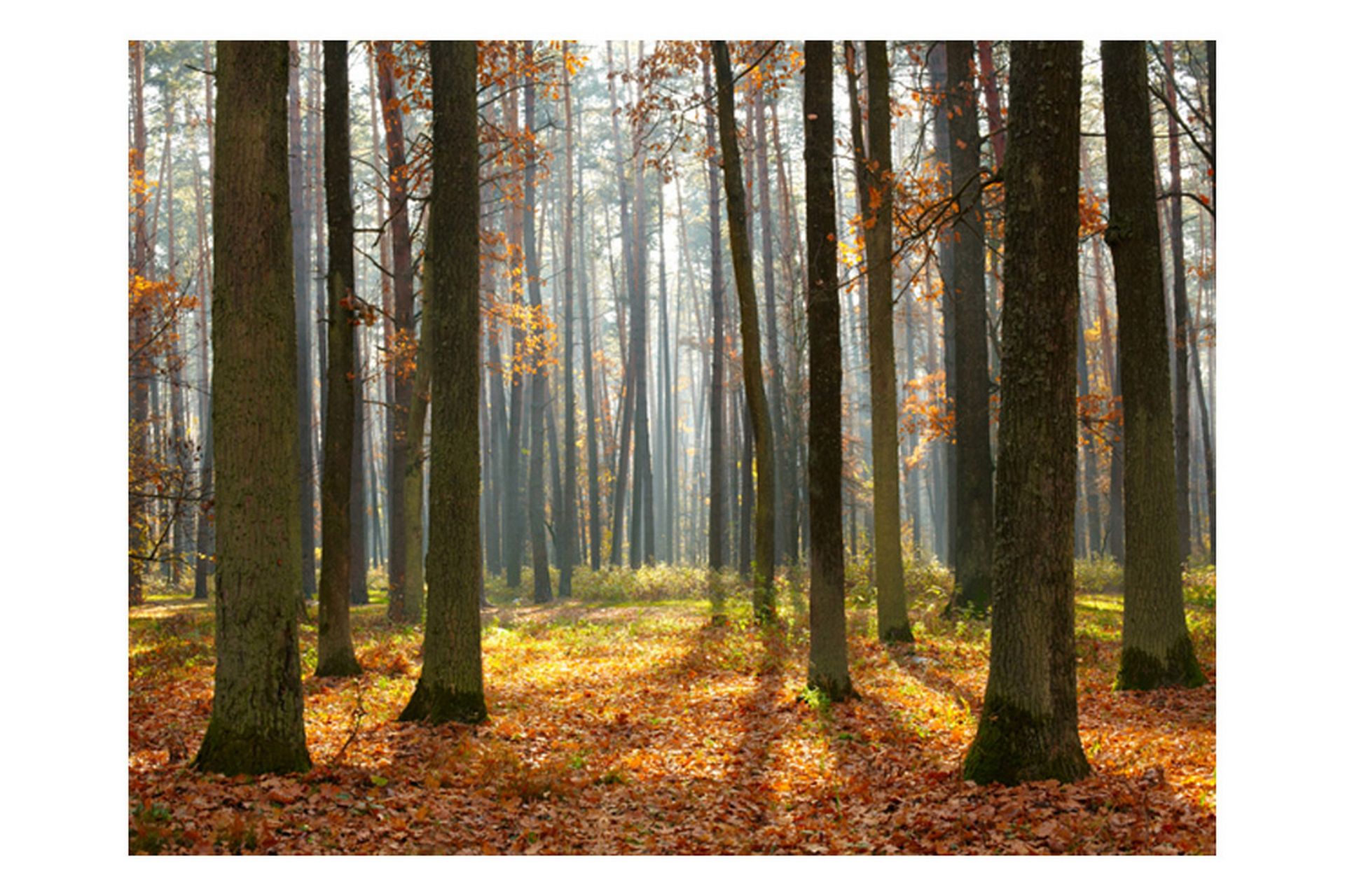 Fototapet Autumn Trees 300x231 - Artgeist sp. z o. o. - Innredning - Veggdekorasjon - Tapeter - Fototapeter