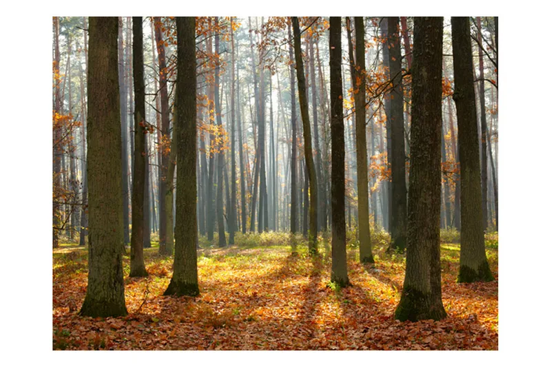 Fototapet Autumn Trees 300x231, Artgeist sp. z o. o.