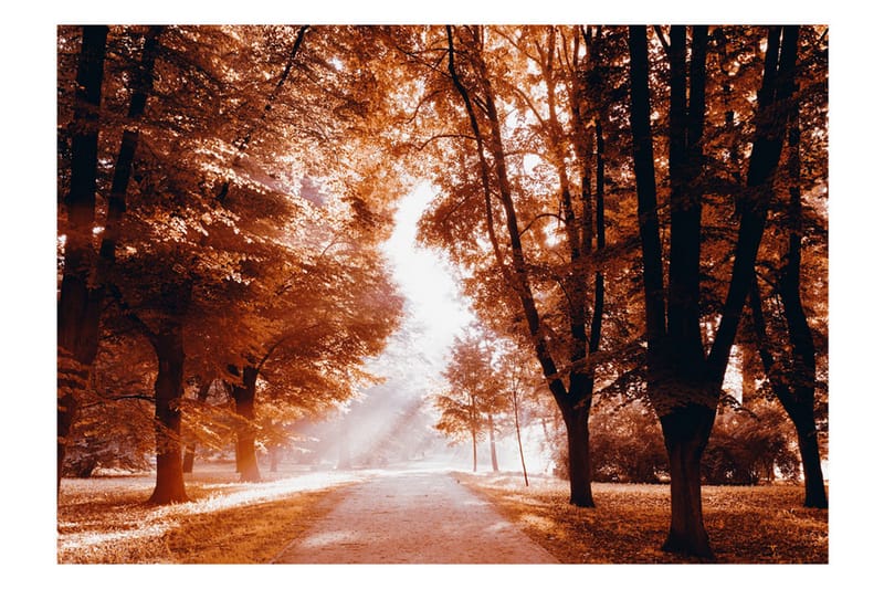 Fototapet Autumn Park 350x245 - Artgeist sp. z o. o. - Innredning - Veggdekorasjon - Tapeter - Fototapeter