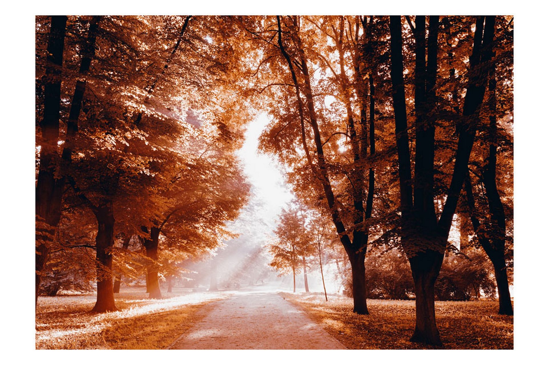 Fototapet Autumn Park 250x175 - Artgeist sp. z o. o. - Innredning - Veggdekorasjon - Tapeter - Fototapeter