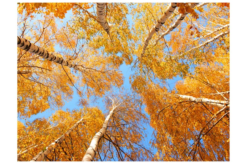 Fototapet Autumnal Tree Tops 200x154, Artgeist sp. z o. o.